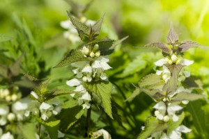dead nettle on bright green background from plants