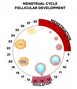 Menstrual cycle, follicular development