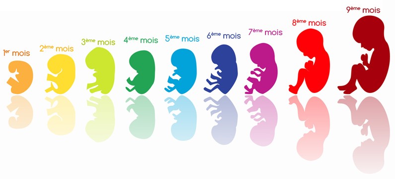 evolution foetus mois par mois